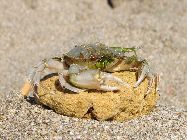 IMG_5287.jpg