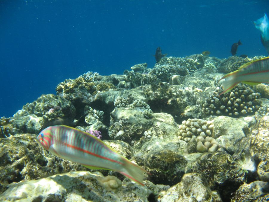 IMG_7426.jpg