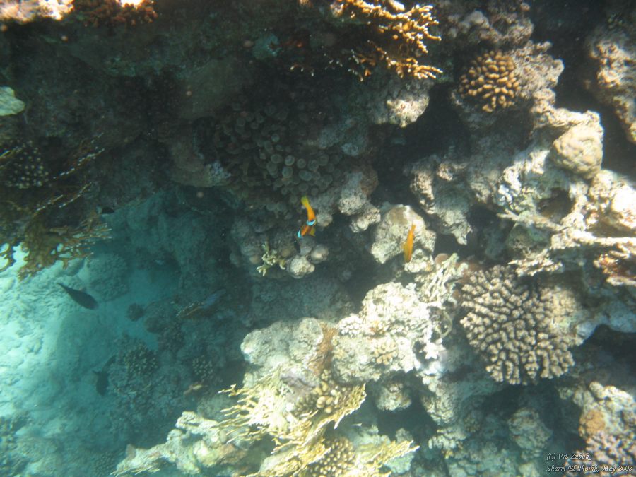 -   (Nemo)