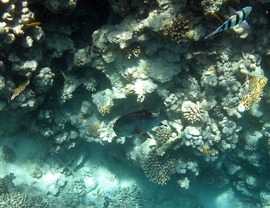 IMG_7985.jpg